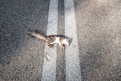 High angle view of cat on road