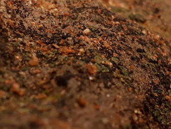 Close-up of tree trunk