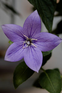 Close-up of purple flowering plant