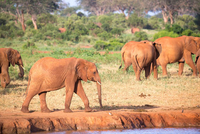 Elephant walking in a farm