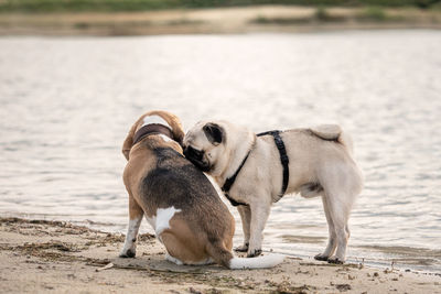 Dogs on beach