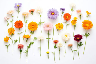 Close-up of flowers