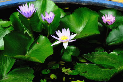 Close-up of lotus water lily in pond