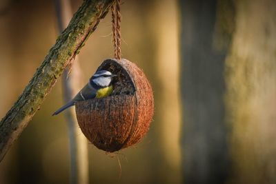 Close-up of bird perching on branch