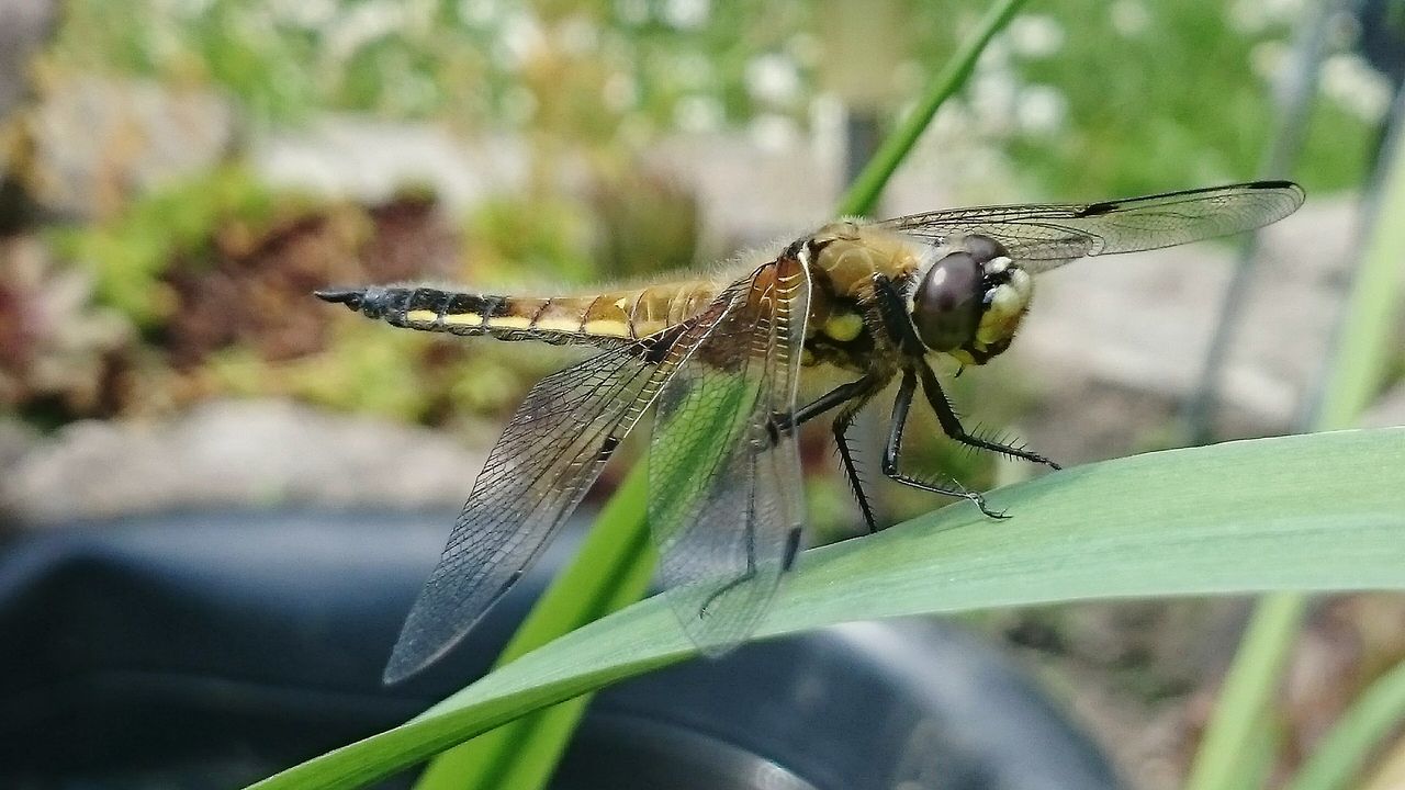 insect, one animal, animals in the wild, animal themes, wildlife, dragonfly, close-up, focus on foreground, animal wing, leaf, selective focus, green color, plant, nature, full length, animal antenna, zoology, day, outdoors, butterfly