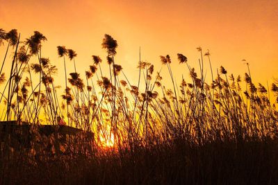 Grass growing on field against clear sky during sunset