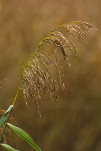 Close-up of plant