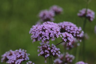 Close-up of purple flowering plant