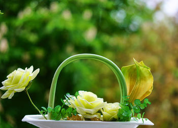 Close-up of flowers against blurred background
