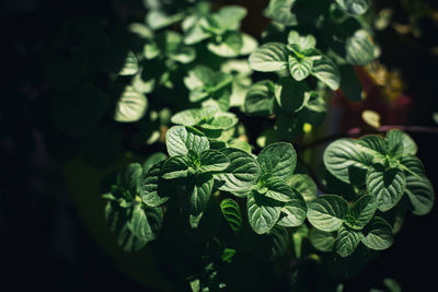 Close-up of fresh green leaves