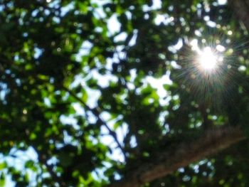 Low angle view of sunlight streaming through tree