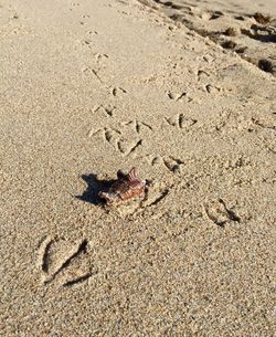 Bird on sand at beach