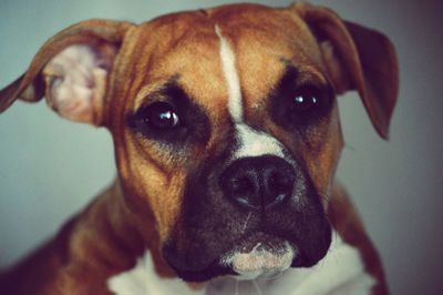 Close-up portrait of dog looking at camera