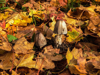 High angle view of dry leaves on field during autumn