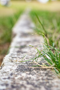 Close-up of plants growing on field