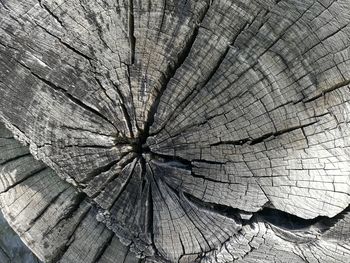 Full frame shot of tree stump