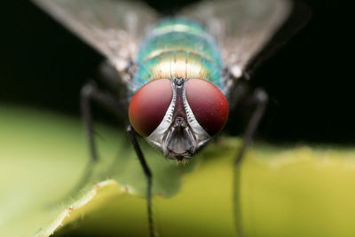 Close-up of housefly