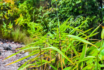 Close-up of plants growing on field