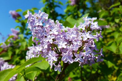 Close-up of purple flowers