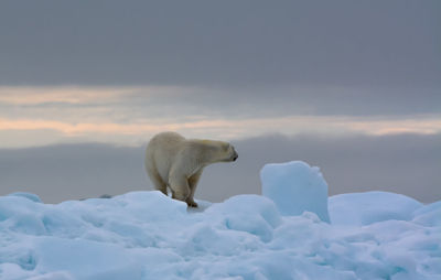 Polar bear on snow covered field against sky during sunset