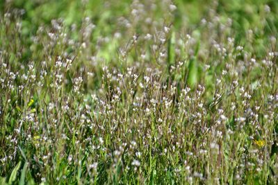 Plants growing on field