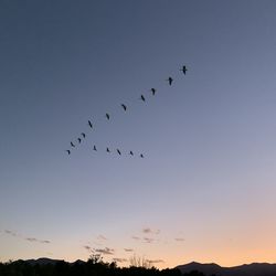 Low angle view of birds flying in sky