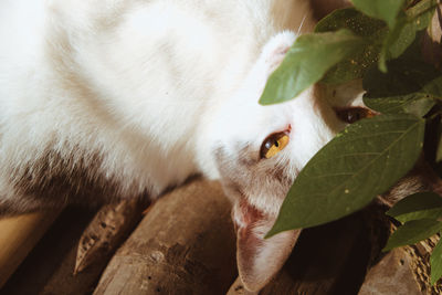 Close-up of a cat