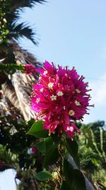 Close-up of pink flowering plant against sky