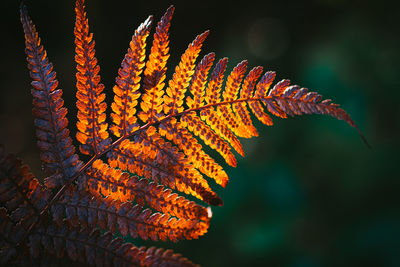 Close-up of maple leaves on tree