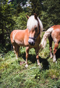 Horses standing in field