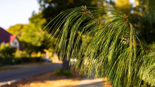 Close-up of palm tree growing on field against sky