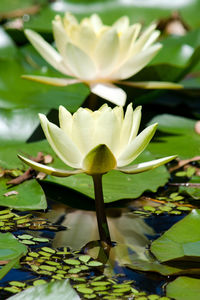 Close-up of water lily