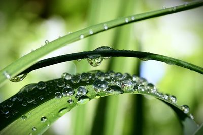 Close-up of water drops on leaf