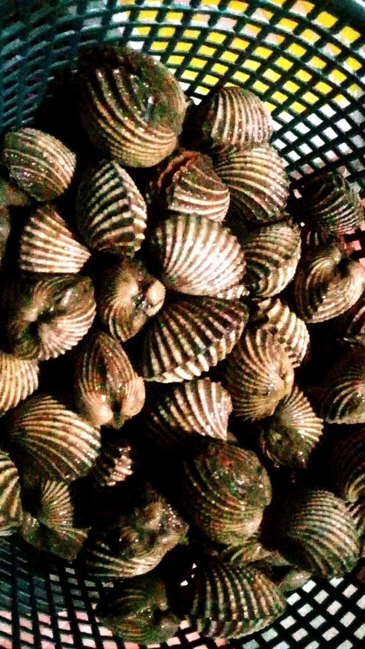 cockle, large group of objects, no people, food, basket, pattern, food and drink, abundance, high angle view, close-up, still life, indoors, shell, clam, freshness, day, conifer cone, shellfish, wellbeing, container, animal, nature, wicker