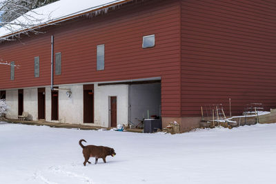 Dog in barn