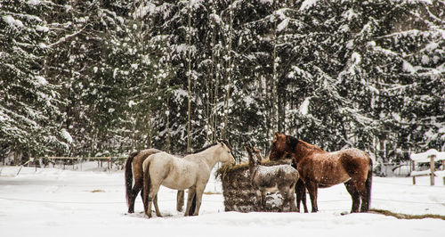 Horses standing on snow covered field