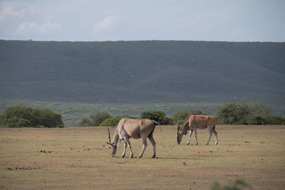 Horses in a field