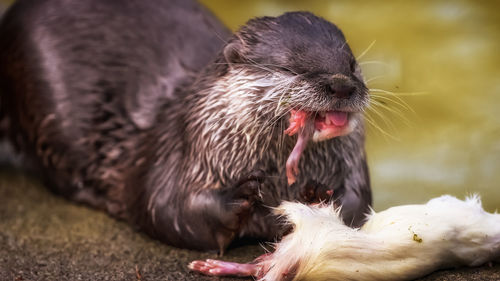 Close-up of otter eating
