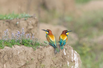 Bird perching on a plant