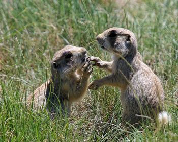 Alpine marmots on grass field