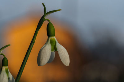 Close-up of flower buds