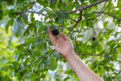 A hand reaches out to pick a ripe plum from a tree