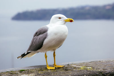 Close-up of seagull perching on rock