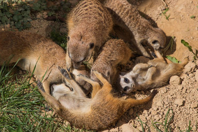 Close-up of sheep