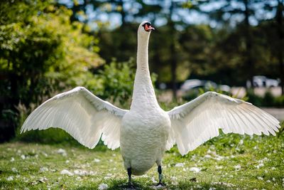 White bird flying over a field