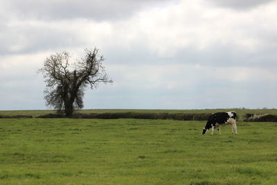 Horse grazing in a field