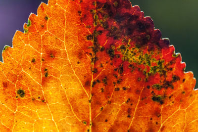 leaf