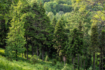 Pine trees in forest