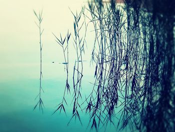 Close-up of tree against sky