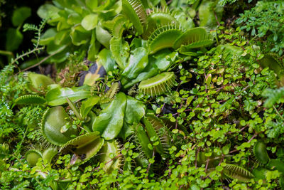 Plants are predators. insect catcher plant botanical garden. unusual rare.